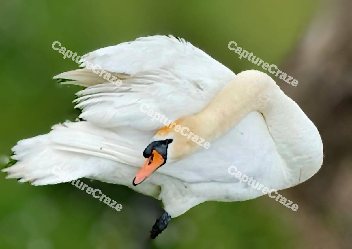 Mute Swan